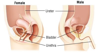 Causas de dor ao urinar após a secção C