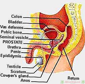 Vyrų reprodukcinės sistemos organai ir funkcija