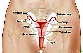 Delar av kvinnligt reproduktionssystem och deras funktion