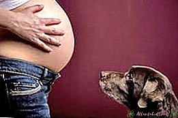 Os cães sabem que você está grávida? - Novo centro infantil