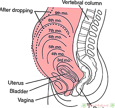 गर्भावस्था के दौरान गर्भाशय का आकार