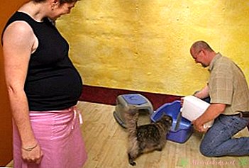 Por que devo evitar mudar a maca do gato durante a gravidez?